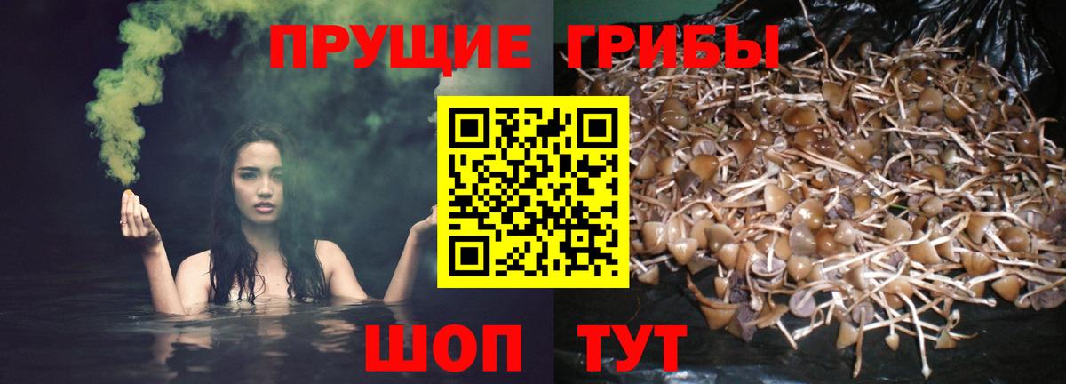 Псилоцибиновые грибы MAGIC MUSHROOMS  Вход с VPN  Ростов-на-Дону 